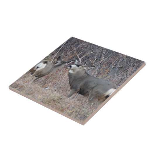 D29 Mule Deer Buck en Doe Tegeltje (Zijkant)