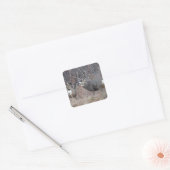 D29 Mule Deer Buck en Doe Vierkante Sticker (Envelop)