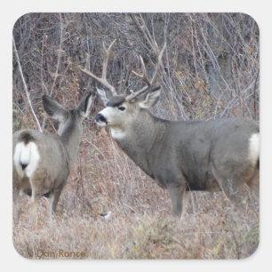 D29 Mule Deer Buck en Doe Vierkante Sticker