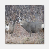 D29 Mule Deer Magneet (Voorkant)