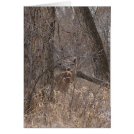 D2 Wit-geroosterd bier in katoenhoutbomen