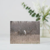 D2 Witstaartroep Deer Spring Bucks in Cottonwood Briefkaart (Staand voorkant)