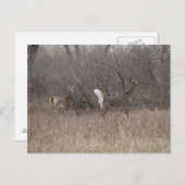 D2 Witstaartroep Deer Spring Bucks in Cottonwood Briefkaart (Voorkant / Achterkant)