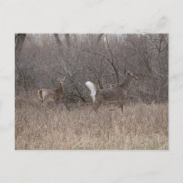 D2 Witstaartroep Deer Spring Bucks in Cottonwood Briefkaart