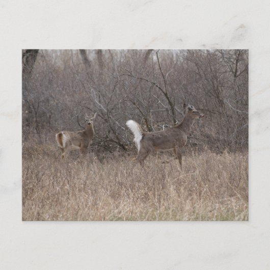D2 Witstaartroep Deer Spring Bucks in Cottonwood Briefkaart (Voorkant)