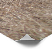 D2 Witstaartroep Deer Spring Bucks in Cottonwood Poster (Hoek)