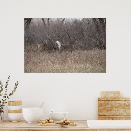 D2 Witstaartroep Deer Spring Bucks in Cottonwood Poster (Keuken)
