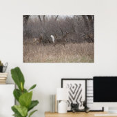 D2 Witstaartroep Deer Spring Bucks in Cottonwood Poster (Thuiskantoor)