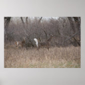 D2 Witstaartroep Deer Spring Bucks in Cottonwood Poster (Voorkant)