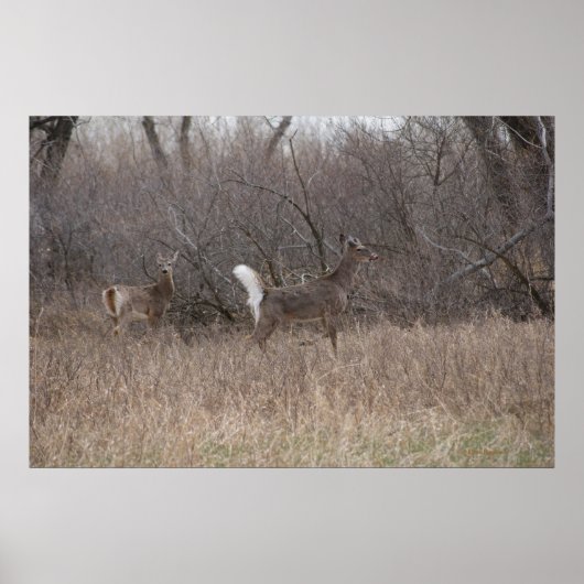 D2 Witstaartroep Deer Spring Bucks in Cottonwood Poster (Voorkant)
