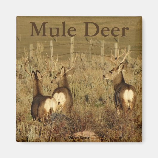 D30 Mule Deer Bucks Magneet (Voorkant)