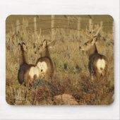 D30 Mule Deer Bucks Muismat (Voorkant)