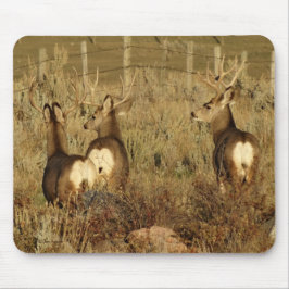 D30 Mule Deer Bucks Muismat