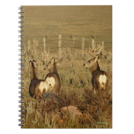 D30 Mule Deer Bucks Notitieboek