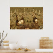 D30 Mule Deer Bucks Poster (Keuken)