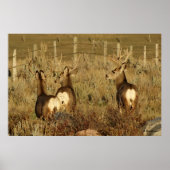 D30 Mule Deer Bucks Poster (Voorkant)