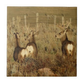 D30 Mule Deer Bucks Tegeltje (Voorkant)