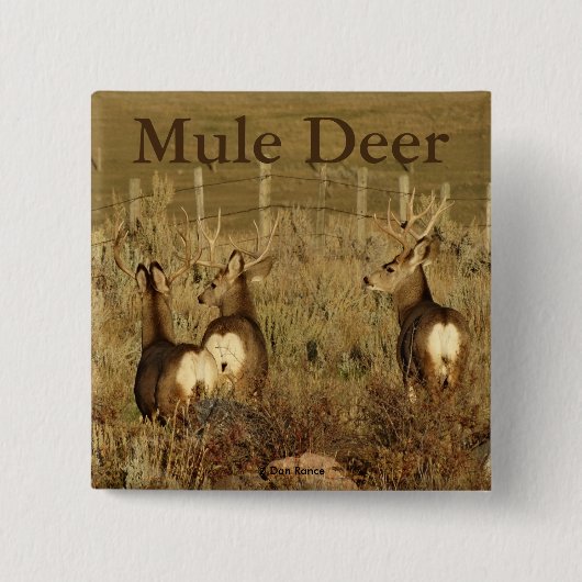 D30 Mule Deer Bucks Vierkante Button 5,1 Cm (Voorkant)