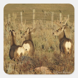 D30 Mule Deer Bucks Vierkante Sticker