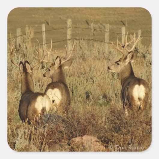 D30 Mule Deer Bucks Vierkante Sticker (Voorkant)