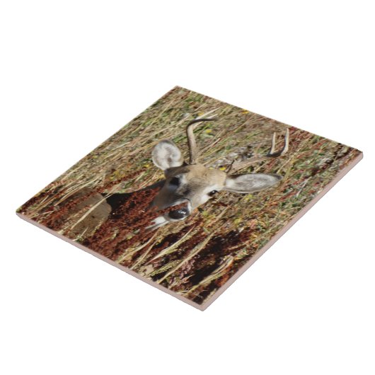 D31 Witstaartbier in het onkruid Tegeltje (Zijkant)