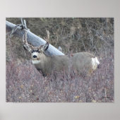 D32 Muildierbok Poster (Voorkant)