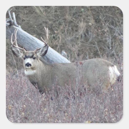 D32 Mule Deer Bok Vierkante Sticker (Voorkant)