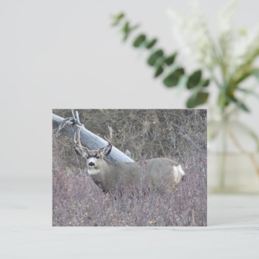 D32 Mule Deer Buck Briefkaart (Staand voorkant)