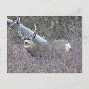 D32 Mule Deer Buck Briefkaart