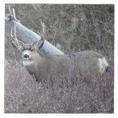 D32 Mule Deer Buck Tegeltje (Voorkant)