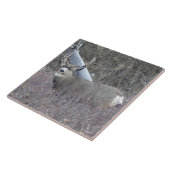 D32 Mule Deer Buck Tegeltje (Zijkant)