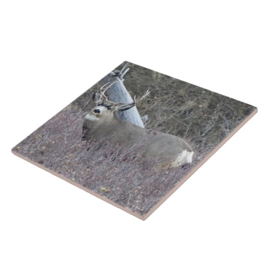 D32 Mule Deer Buck Tegeltje (Zijkant)