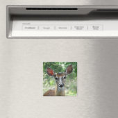 D33 Witstaart Herten Doe magneet (Insitu (Vaatwasser))