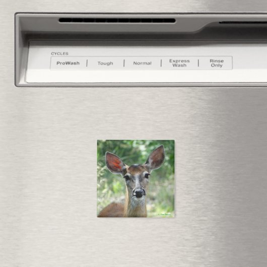 D33 Witstaart Herten Doe magneet (Insitu (Vaatwasser))