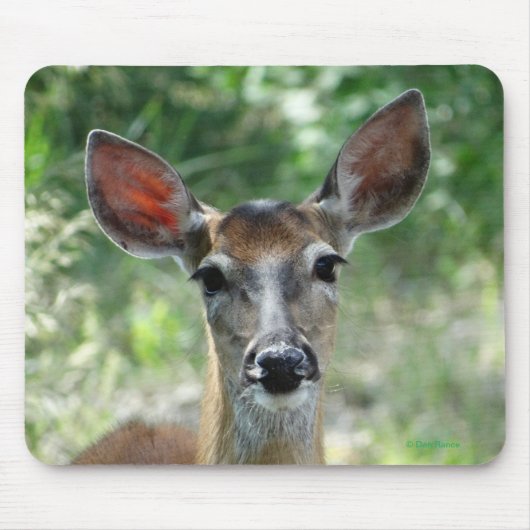 D33 Witstaart Herten Doe muismat (Voorkant)