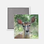 D33 Witstaart Ree Magneet (Voorkant / Achterkant)