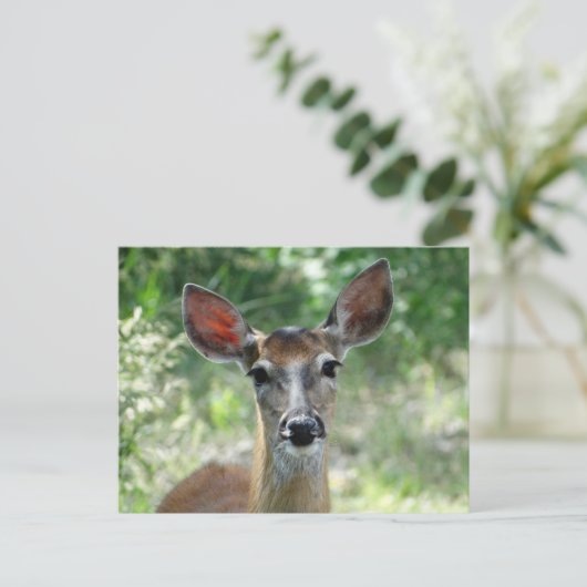 D33 Witstaarthert Doe Briefkaart (Staand voorkant)