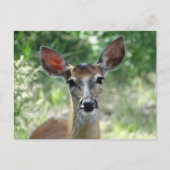 D33 Witstaarthert Doe Briefkaart (Voorkant)