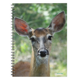 D33 Witstaarthert Doe Notitieboek