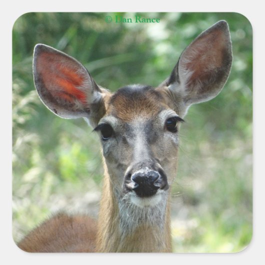 D33 Witstaarthert Doe sticker (Voorkant)