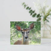 D33 Witstaarthertoe doe Briefkaart (Staand voorkant)