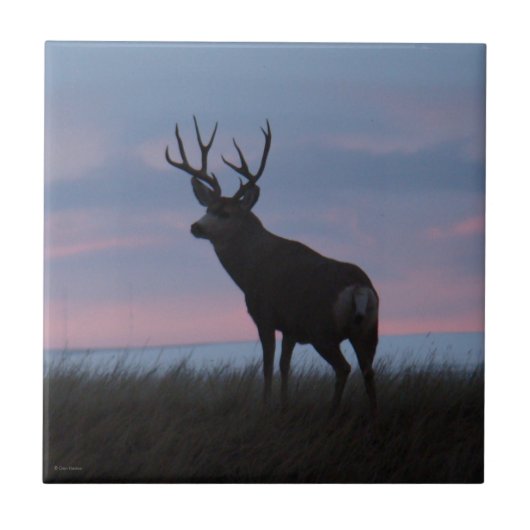 D3 Muildier Zonsopgang Bok Tegeltje (Voorkant)