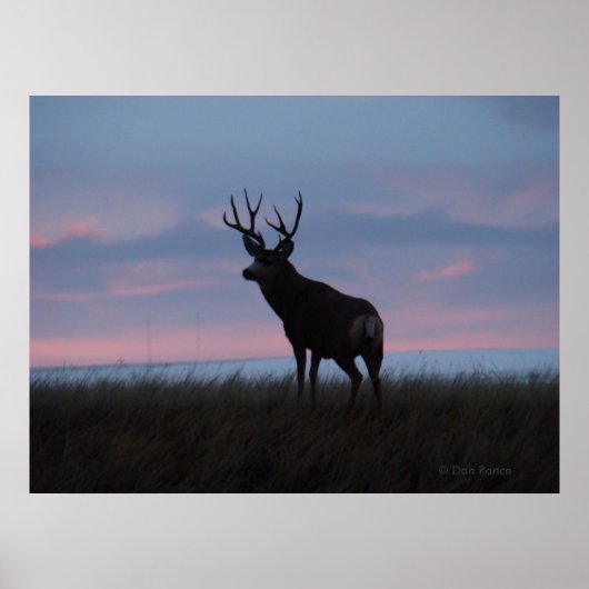 D3 Mule Deer Sun Rise Buck Poster (Voorkant)