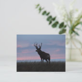 D3 Mule Deer Sunrise Buck Briefkaart (Staand voorkant)