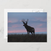 D3 Mule Deer Sunrise Buck Briefkaart (Voorkant / Achterkant)