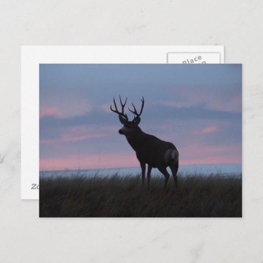 D3 Mule Deer Sunrise Buck Briefkaart (Voorkant / Achterkant)