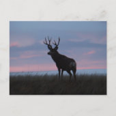 D3 Mule Deer Sunrise Buck Briefkaart (Voorkant)