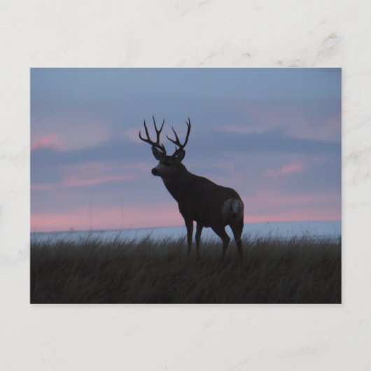 D3 Mule Deer Sunrise Buck Briefkaart (Voorkant)