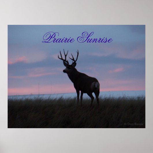 D3 Mule Deer Sunrise Buck Poster (Voorkant)