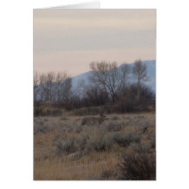 D4 Mule Deer Bok en Sweet Grass Hills